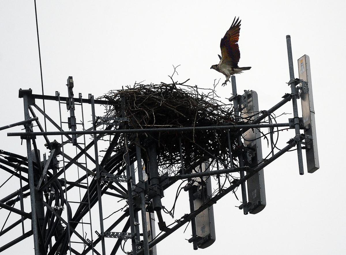 osprey nest at the top of a telecom tower